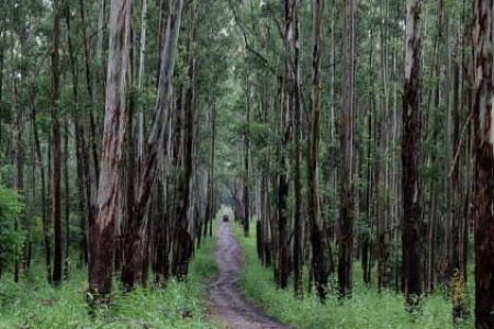 Dandeli Wildlife Sanctuary - Tempo Traveller Mangalore