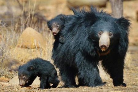 Top Wildlife Sanctuaries in Karnataka