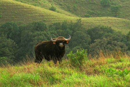 Kudremukh National Park - Tempo Traveller Mangalore